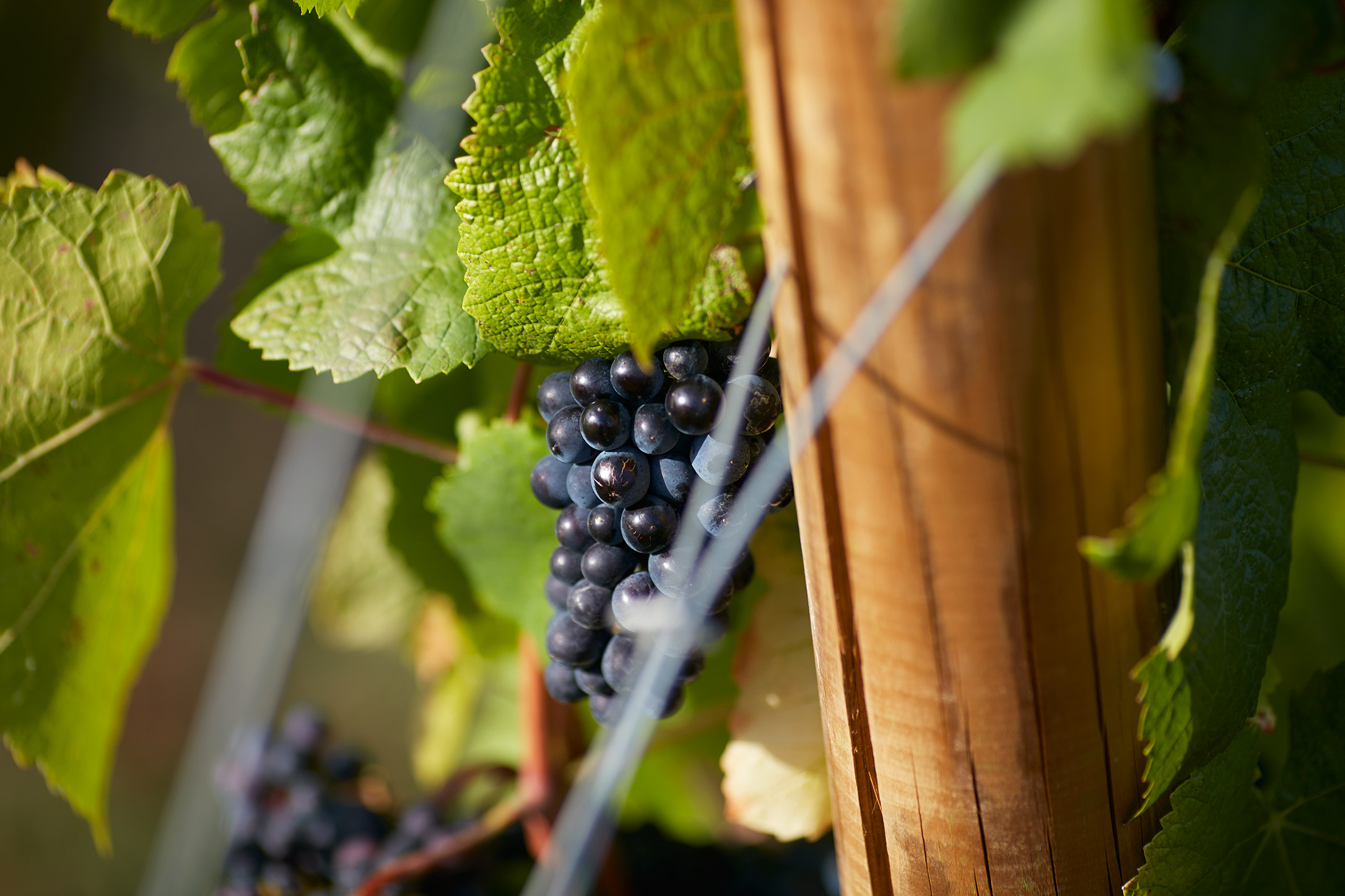 Louis Latour Henry Fessy